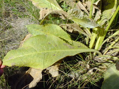 Senecio doria