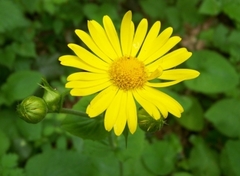 Doronicum pardalianches