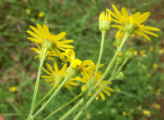 Doronicum pardalianches