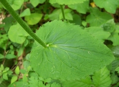 Doronicum pardalianches