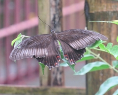 Papilio helenus