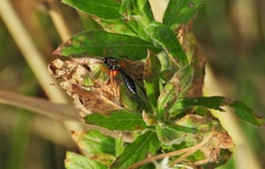 Pimpla rufipes