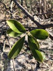 Sapium glandulosum