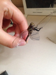 Aeshnidae