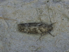 Gelechiinae