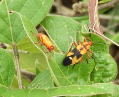 Oncopeltus guttaloides