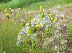 Senecio lividus