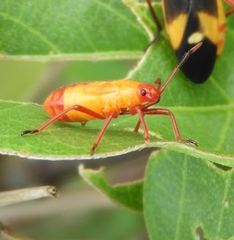 Oncopeltus guttaloides