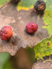 Harmandiola tremulae