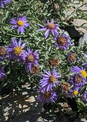 Aster flaccidus