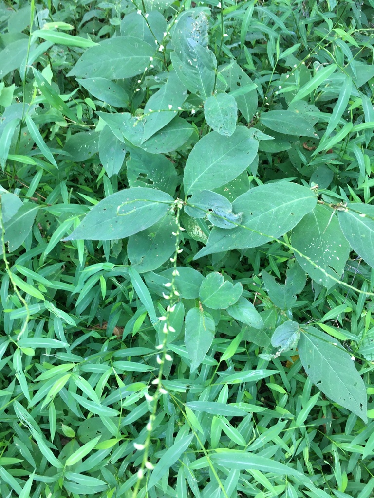 American Jumpseed From Delaware Water Gap National Recreation Area