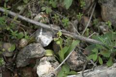 Ophrys bombyliflora