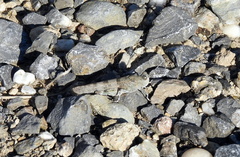 Sphingonotus caerulans