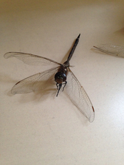 Aeshnidae