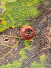 Harmandiola tremulae