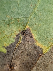 Harmandiola tremulae