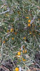 Hippophae rhamnoides
