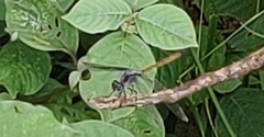 Lathrecista asiatica