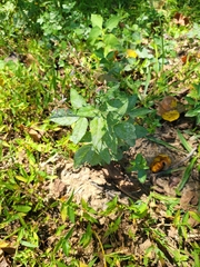 Desmodium paniculatum