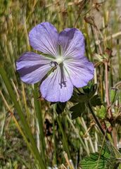 Geranium pratense