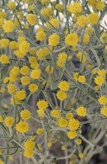 Tanacetum