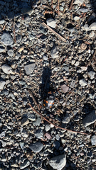 Nicrophorus defodiens