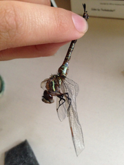 Aeshnidae