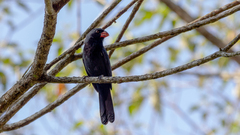 Saltator fuliginosus
