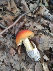Amanita caesarea