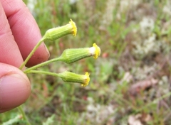 Senecio lividus