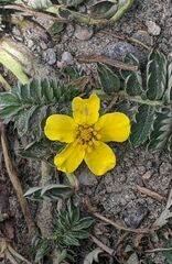 Potentilla pamirica