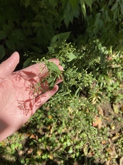 Scrophularia marilandica