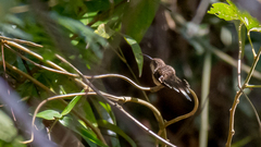 Phaethornis squalidus