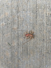 Camptonotus carolinensis