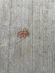 Camptonotus carolinensis