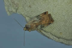 Cryptocala acadiensis