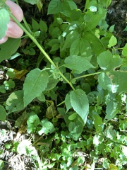 Scrophularia marilandica