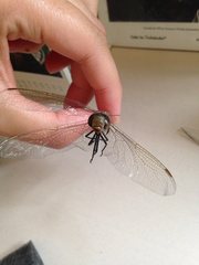 Aeshnidae