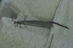 Brachynemurus