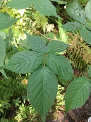 Rubus canadensis