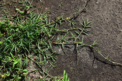 Paspalum distichum