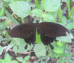 Papilio nephelus
