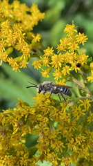 Colletes
