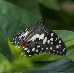 Papilio demoleus