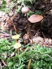 Mycena sanguinolenta