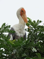Mycteria leucocephala