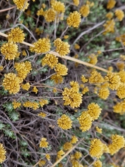 Helichrysum kraussii