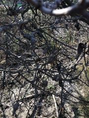 Cynipoidea