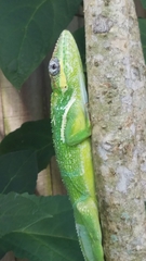 Anolis equestris