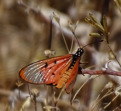 Acraea neobule